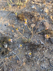 Galatella aragonensis