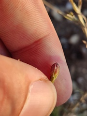 Galatella aragonensis