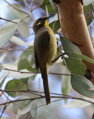 Lichenostomus melanops