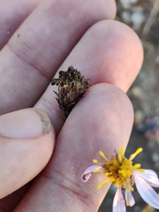 Galatella aragonensis