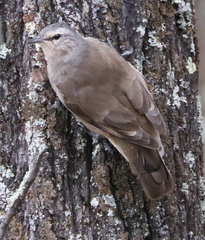 Climacteris picumnus