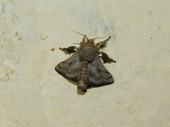 Limacodidae