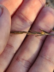 Galatella aragonensis