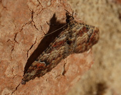 Mnesiloba eupitheciata