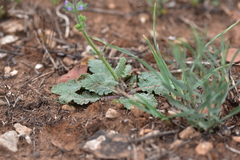 Salvia verbenaca
