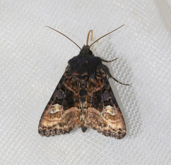 Euplexia lucipara