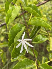 Jasminum