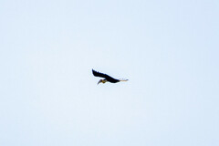 Rhyticeros undulatus