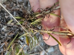 Galatella aragonensis