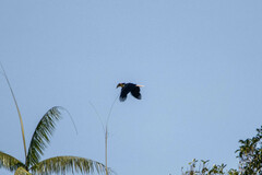 Rhyticeros undulatus