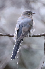 Cacomantis flabelliformis