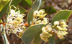 Hakea prostrata