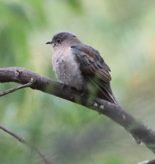 Cacomantis flabelliformis