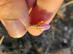 Galatella aragonensis