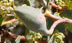 Hakea prostrata
