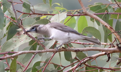 Philemon citreogularis