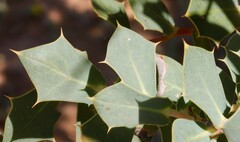 Hakea prostrata