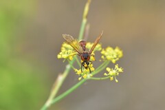 Delta unguiculatum