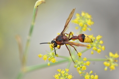 Delta unguiculatum