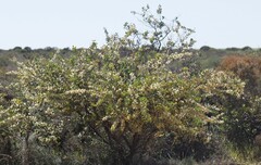 Hakea prostrata