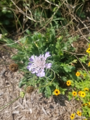 Scabiosa columbaria