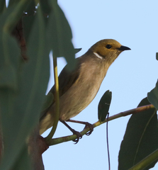Ptilotula penicillata