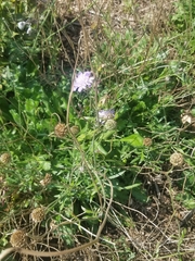 Scabiosa columbaria