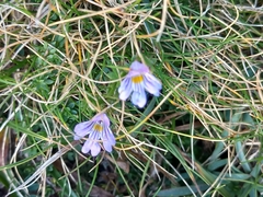 Euphrasia officinalis