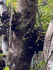 Ficus benguetensis