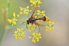 Delta unguiculatum