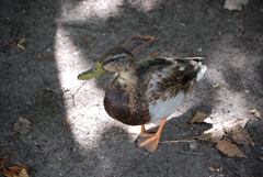 Anas platyrhynchos