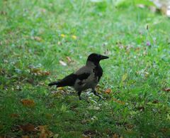 Corvus cornix