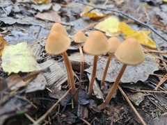 Conocybe tenera