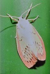 Miltochrista miniata