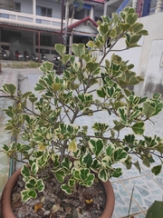 Polyscias scutellaria