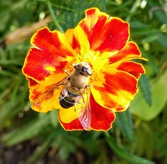 Eristalis similis