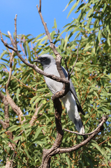 Coracina novaehollandiae