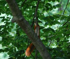 Sciurus vulgaris