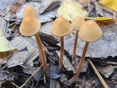 Conocybe tenera