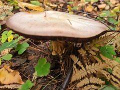 Agaricus sylvaticus