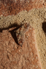 Mnesiloba eupitheciata