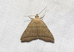Herminia grisealis