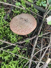 Xerocomellus chrysenteron