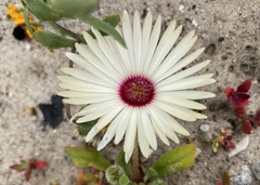 Cleretum bellidiforme