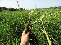 Urtica kioviensis