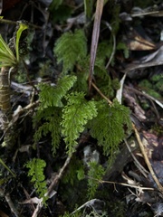 Hymenophyllum deplanchei