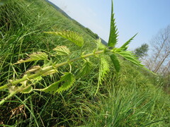 Urtica kioviensis