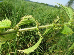 Urtica kioviensis