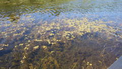 Potamogeton spirillus