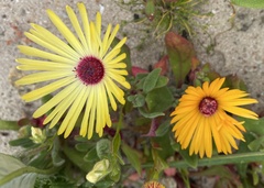 Cleretum bellidiforme